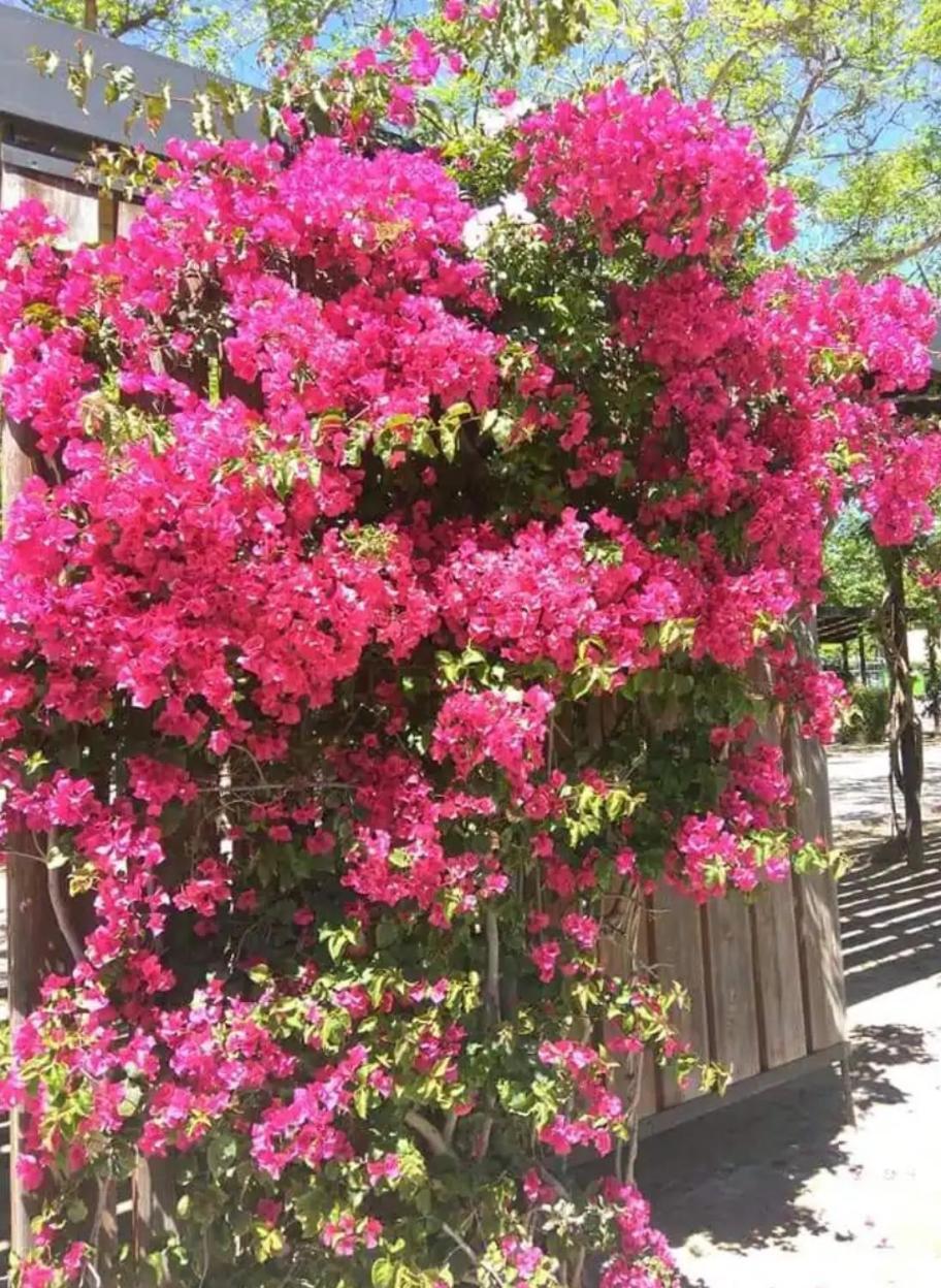 Apartamento De 3 Dormitorios Cambrils Eksteriør bilde